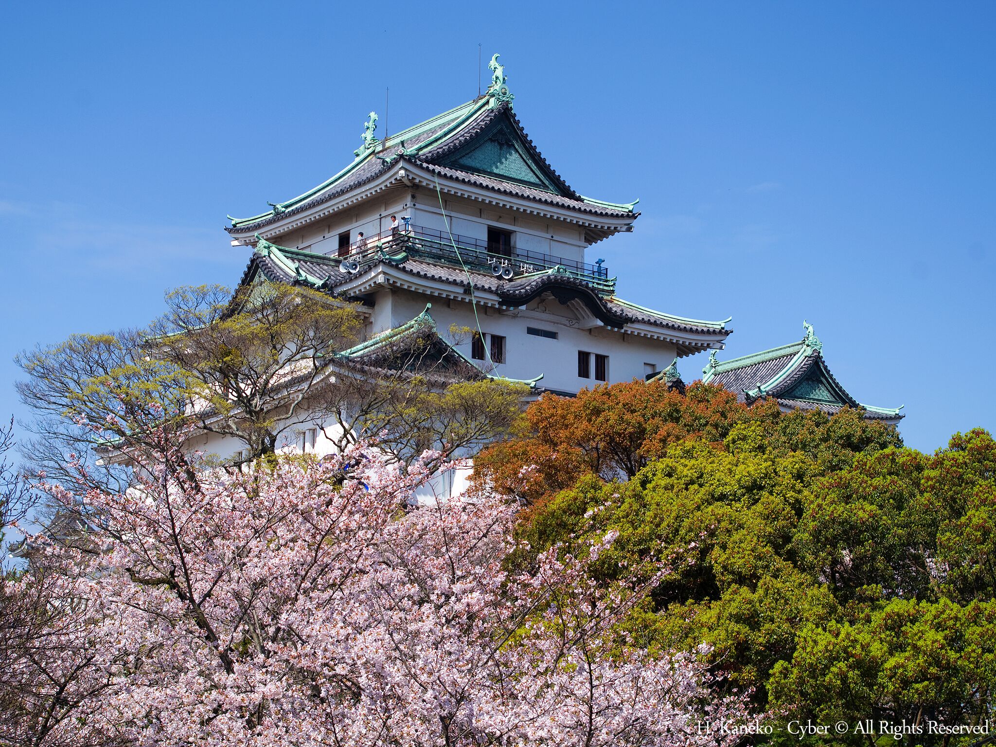 A traditional Japanese castle with multiple tiers and green roofs, surrounded by cherry blossom trees.
