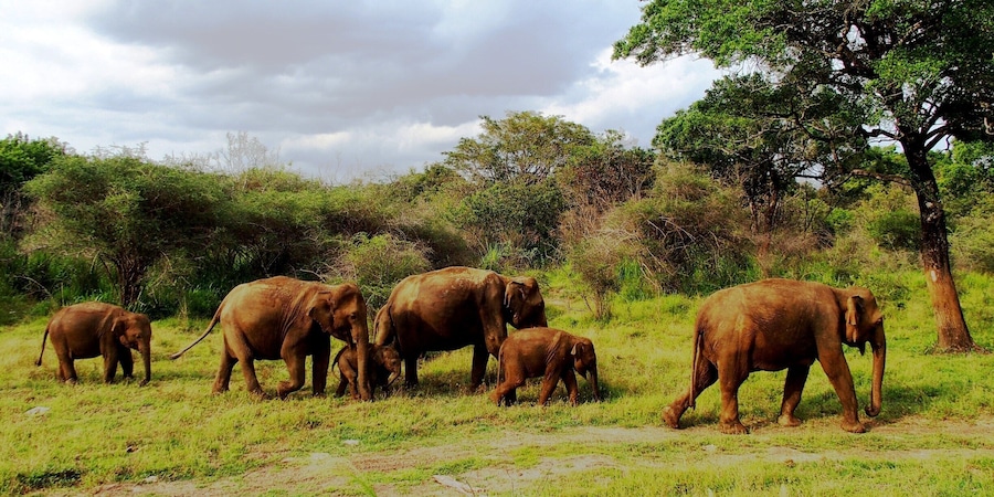 Hururu Eco Park , Sri Lanka
We can enjoy jeep safari in the park.