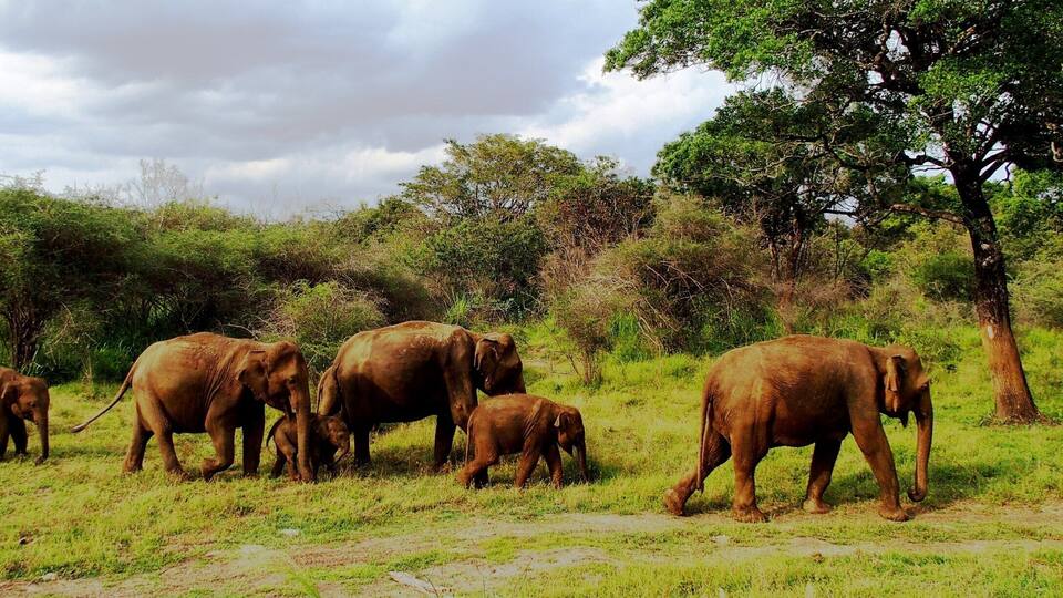 A group of elephants in a grassy savannah with trees in the background.