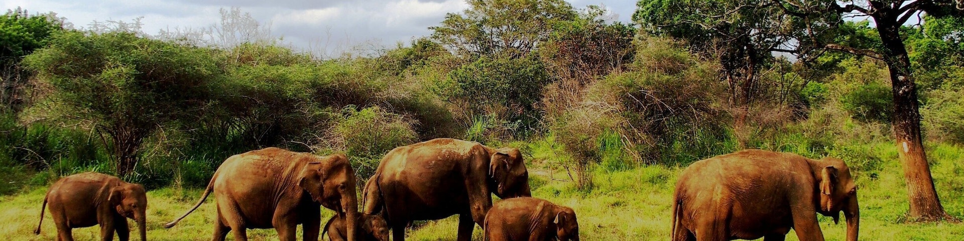 Hururu Eco Park , Sri Lanka
We can enjoy jeep safari in the park.