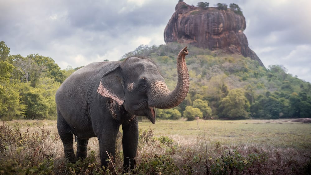 Elephant near Sigiriya lion rock fortress in Sigiriya, Sri Lanka