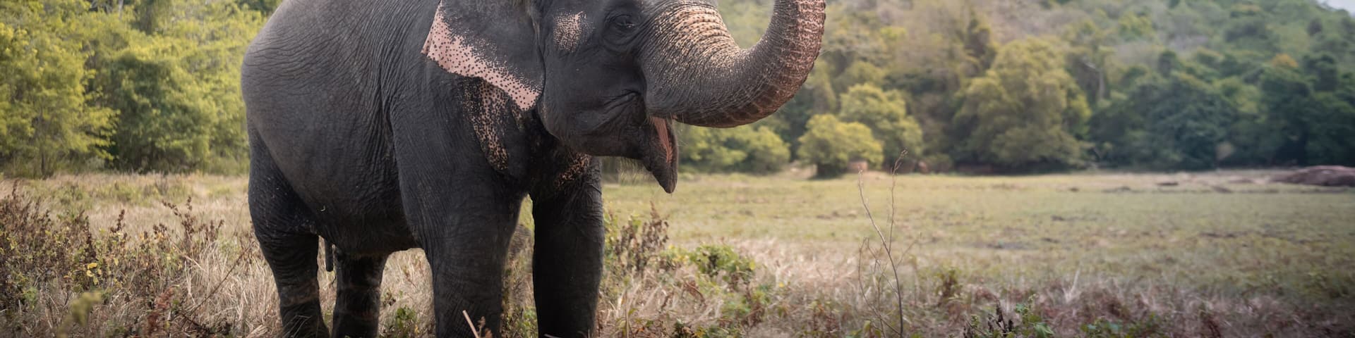 Elephant near Sigiriya lion rock fortress in Sigiriya, Sri Lanka