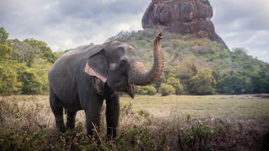 Elephant near Sigiriya lion rock fortress in Sigiriya, Sri Lanka