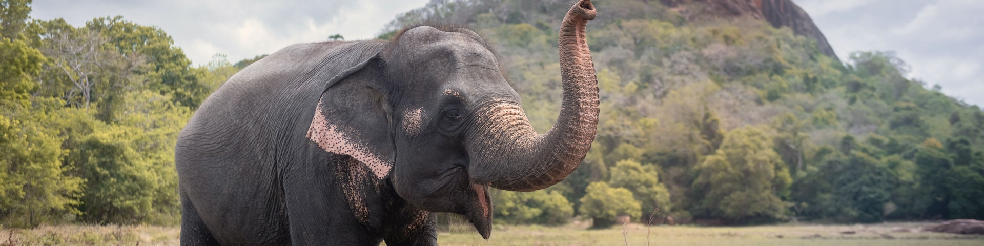 Elephant near Sigiriya lion rock fortress in Sigiriya, Sri Lanka