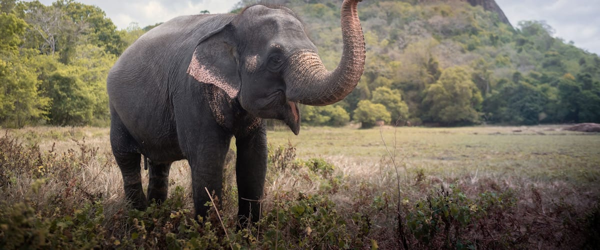 An elephant in a grassy field with a large rock formation in the background.