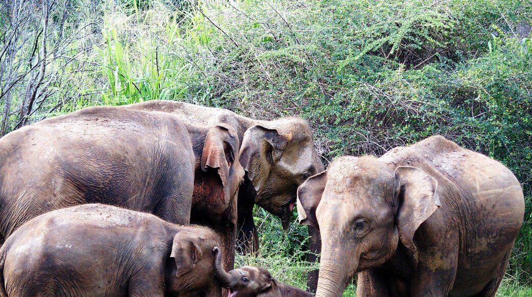 Hururu Eco Park , Sri Lanka
We can see so many wild elephants in the park.