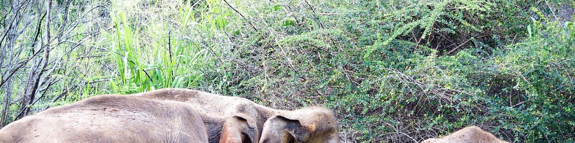 Hururu Eco Park , Sri Lanka
We can see so many wild elephants in the park.