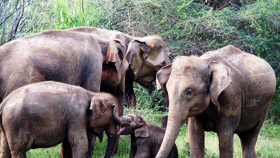 A group of elephants in a grassy field with dense foliage in the background.