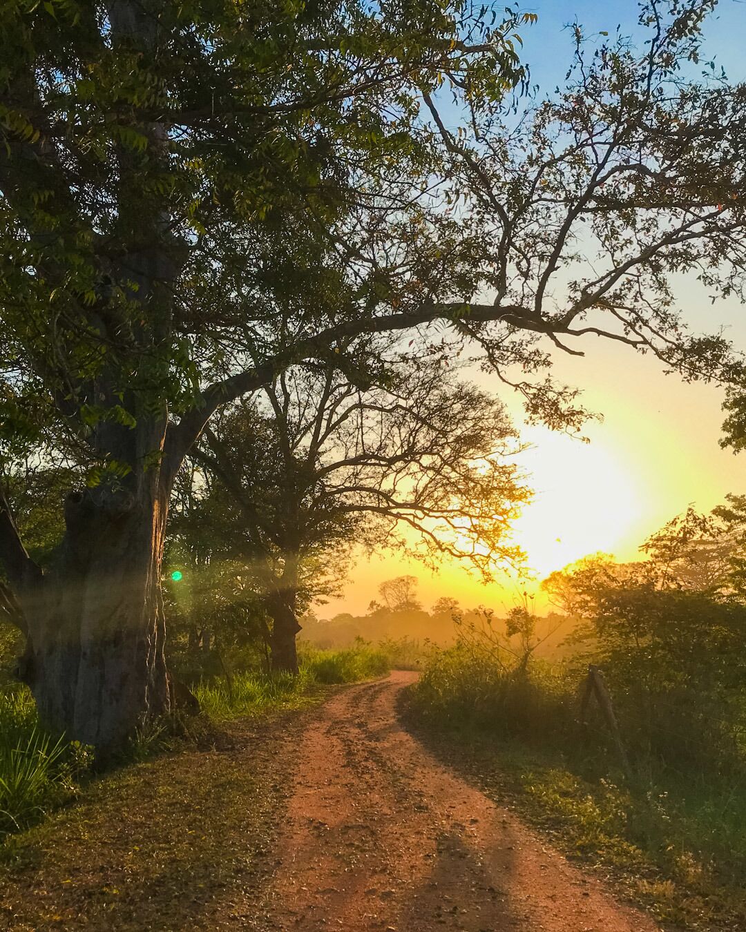 #Nature 
Sundown in the wild. #SriLanka #trover