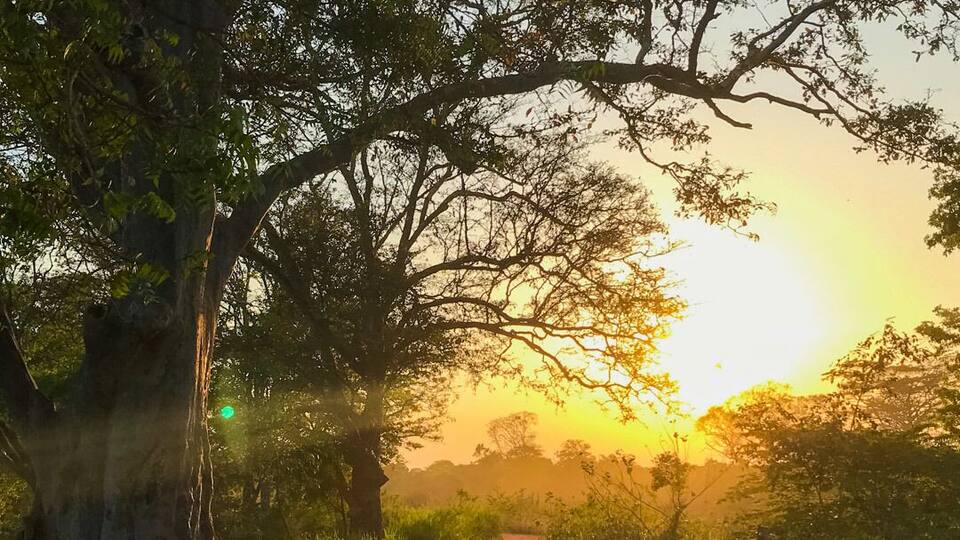 A dirt path flanked by trees with sunlight filtering through the branches.