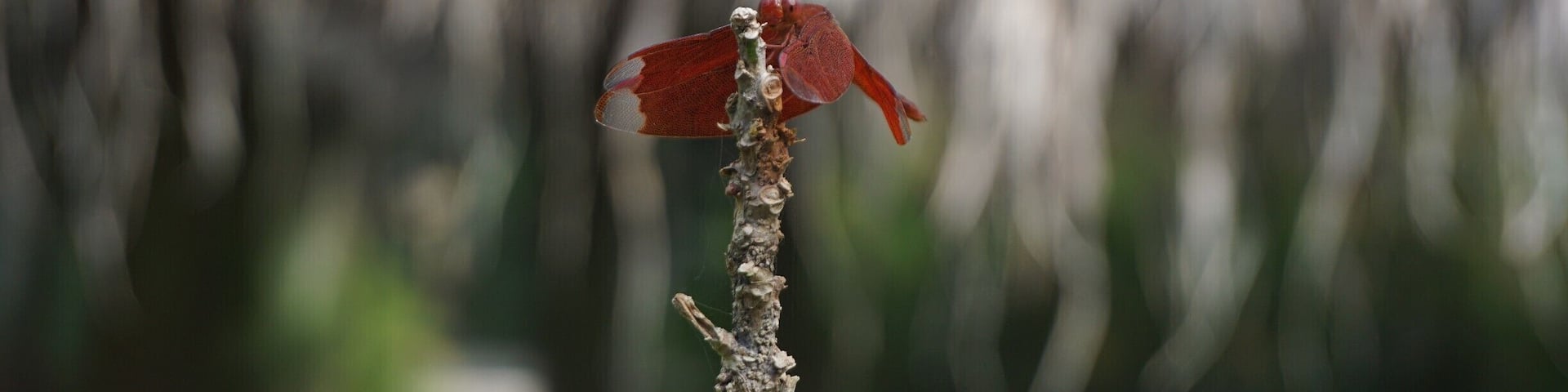 Tucked away in the village of Doi Saket (on the outskirts of Chiang Mai) is a quaint cafe where you can order a fresh fruit smoothie, indulge in a decent brownie or purchase handmade goods.
Sitting at Yellow House, I saw a family of ducks stroll by. Down the road I spotted this beautiful dragonfly. Doi Saket is off the beaten path, but Yellow House is worth the visit.
#LifeatExpedia