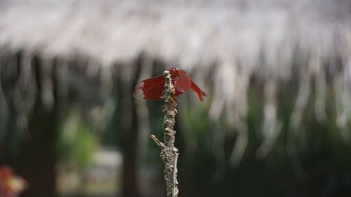 Tucked away in the village of Doi Saket (on the outskirts of Chiang Mai) is a quaint cafe where you can order a fresh fruit smoothie, indulge in a decent brownie or purchase handmade goods.
Sitting at Yellow House, I saw a family of ducks stroll by. Down the road I spotted this beautiful dragonfly. Doi Saket is off the beaten path, but Yellow House is worth the visit.
#LifeatExpedia