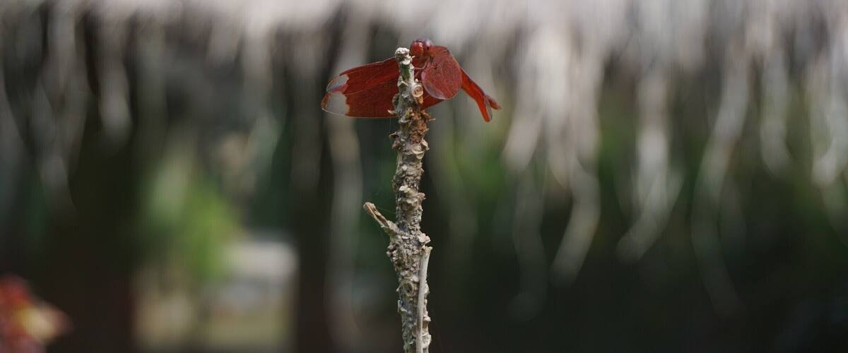 A red bird perched on a branch with a blurred background of a thatched structure.