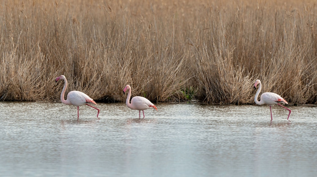 Flamant rose, .Phoenicopterus roseus, Greater Flamingo, La Grande Maire, Lagune, Site naturel protégé, site Natura 2000, Portiragnes, 34, Hérault, France