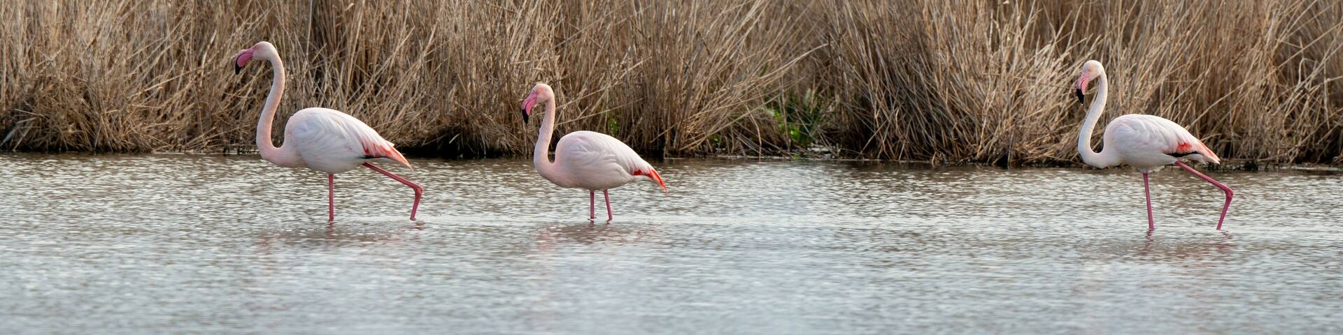 Flamant rose, .Phoenicopterus roseus, Greater Flamingo, La Grande Maire, Lagune, Site naturel protégé, site Natura 2000, Portiragnes, 34, Hérault, France
