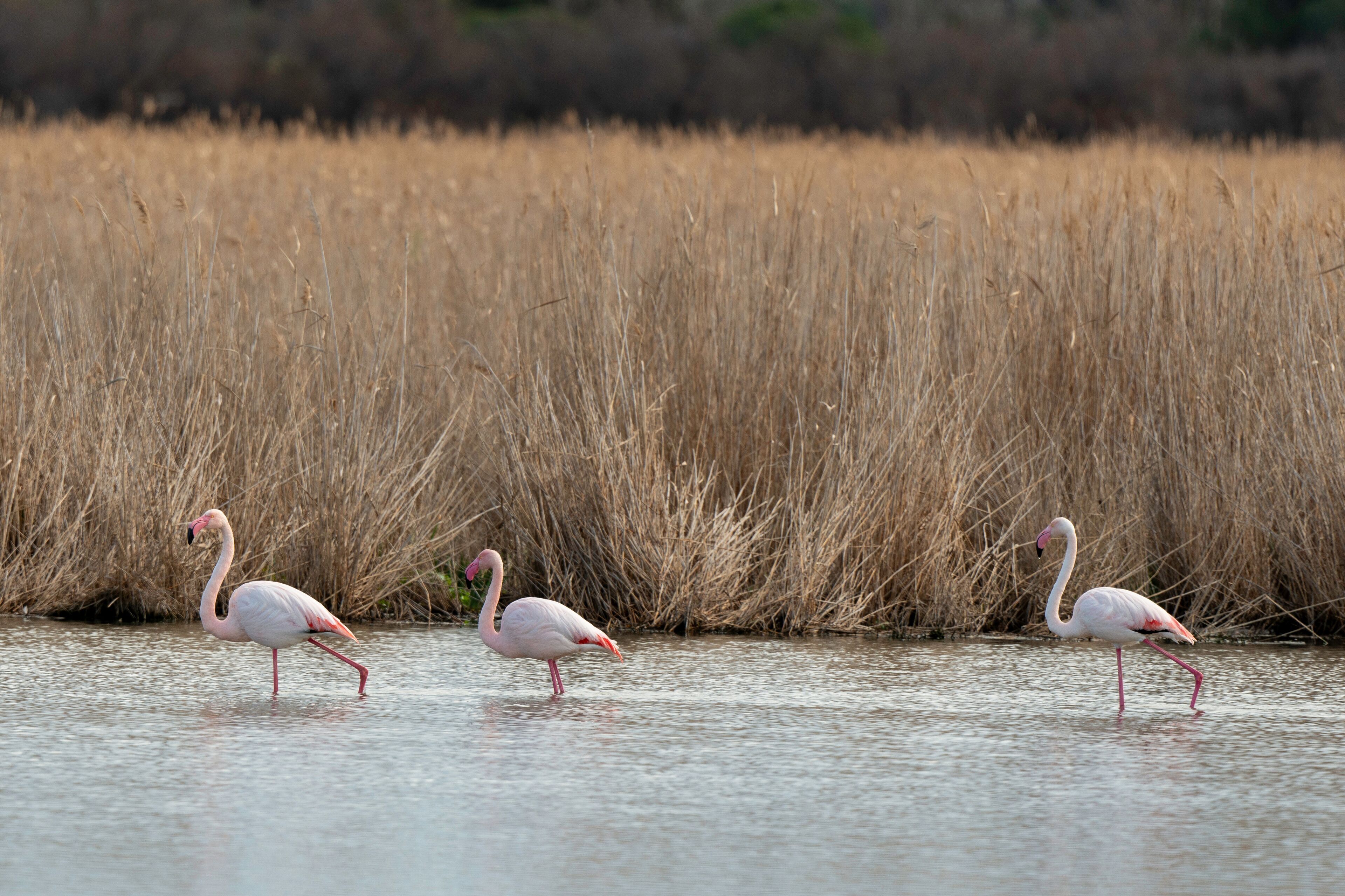 Flamant rose, .Phoenicopterus roseus, Greater Flamingo, La Grande Maire, Lagune, Site naturel protégé, site Natura 2000, Portiragnes, 34, Hérault, France