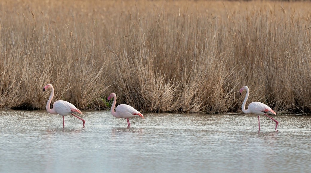 Flamant rose, .Phoenicopterus roseus, Greater Flamingo, La Grande Maire, Lagune, Site naturel protégé, site Natura 2000, Portiragnes, 34, Hérault, France