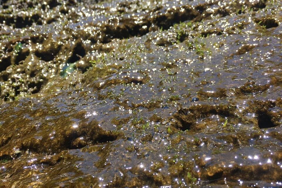 A rocky shoreline with water and moss.
