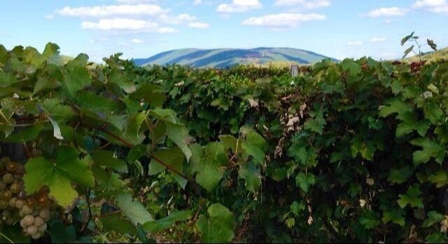grapes in the valley