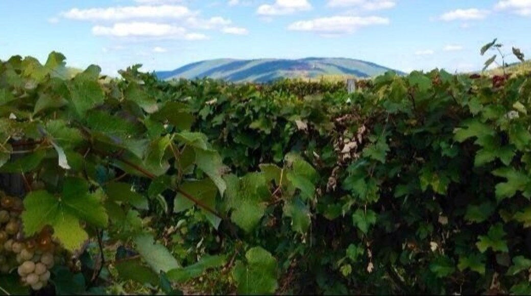 grapes in the valley