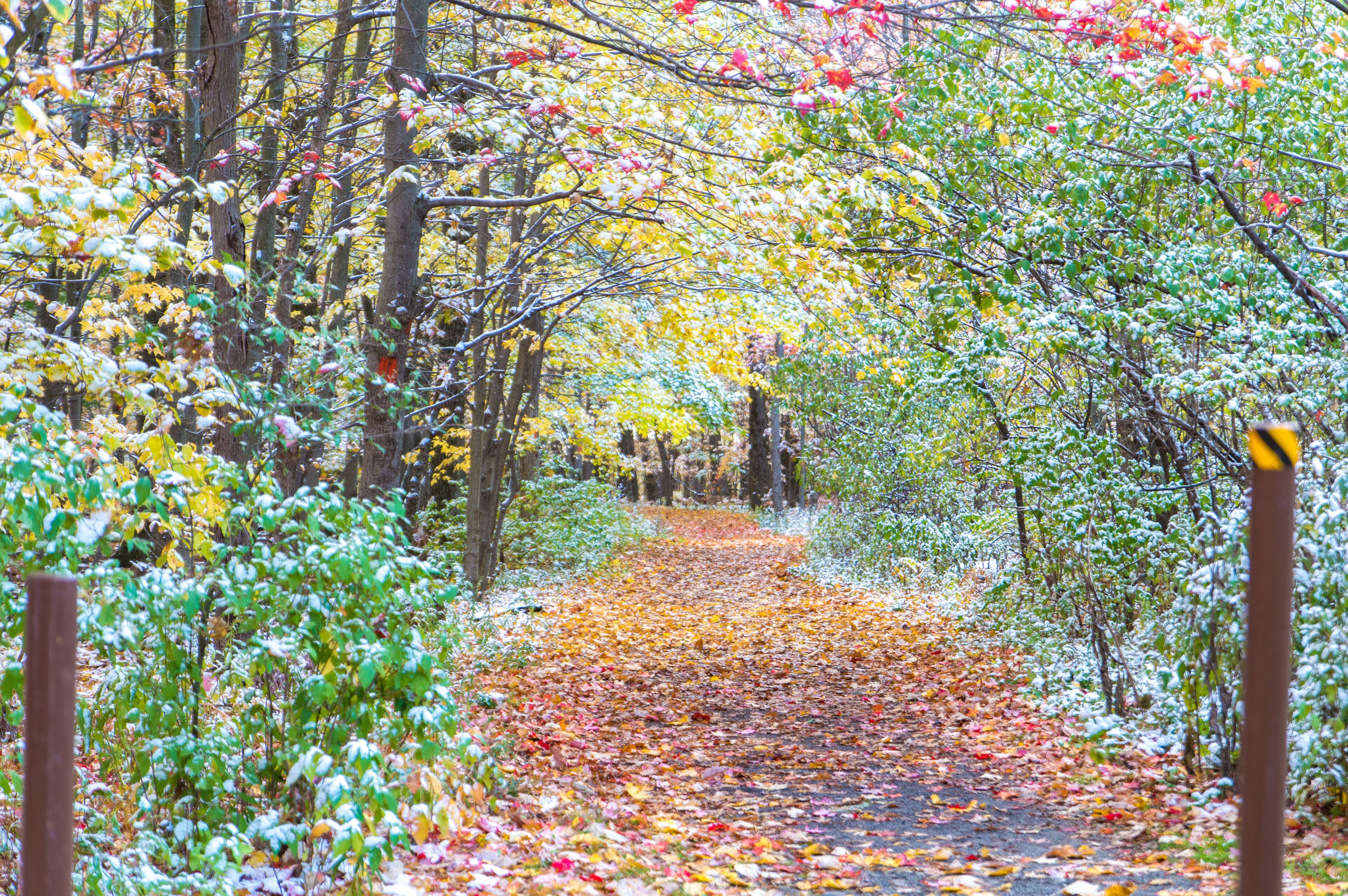 Autumn in Naples, NY
