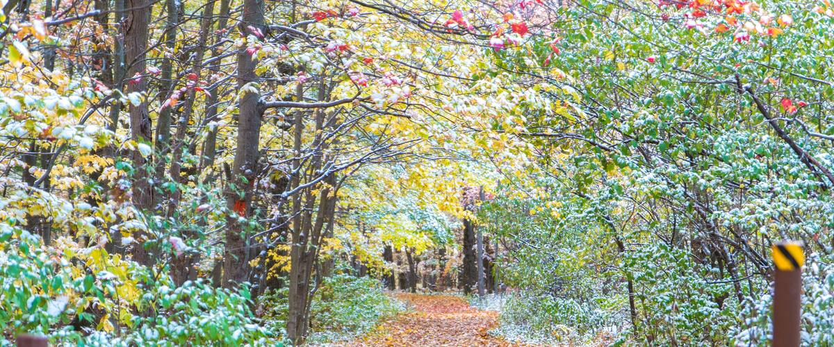 Autumn in Naples, NY