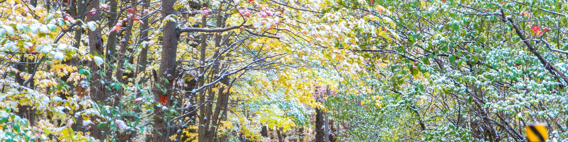 Autumn in Naples, NY