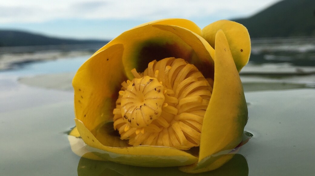 calm quiet water to kayak, home to some of the most lush water vegetation I've ever seen including this pond lily