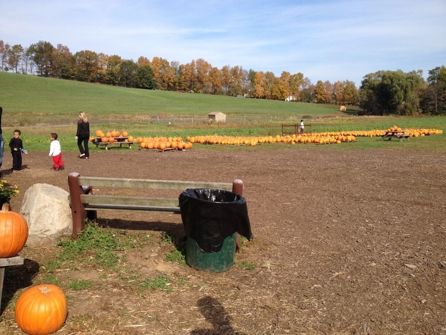 Pumpkin picking in New Hampshire  during the fall 2013. #pumpkinpicking #cornmaze #NH