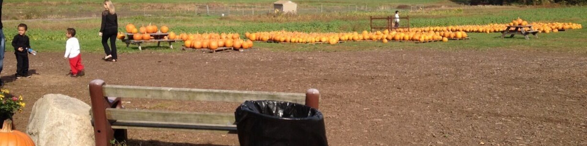 Pumpkin picking in New Hampshire during the fall 2013. #pumpkinpicking #cornmaze #NH