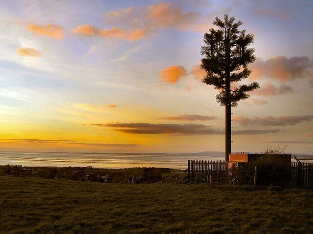 A lone tree in a grassy field with a sunset in the background.