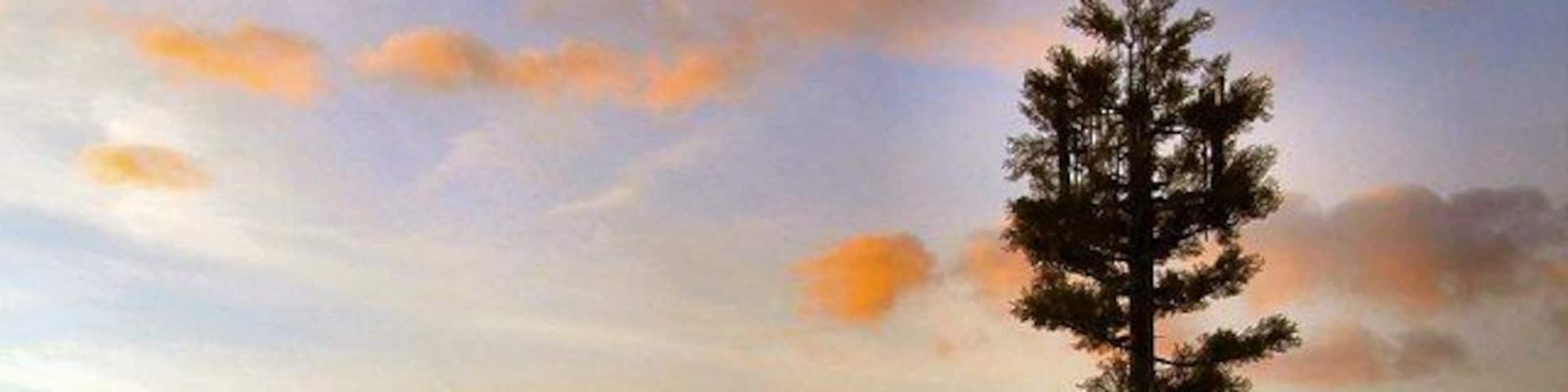 A lone tree in a grassy field with a sunset in the background.