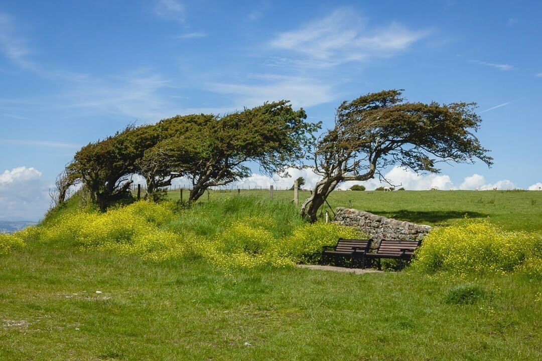 I found the perfect spot to sit and admire the view over Morecambe Bay. Possibly a bit windy by the look of those trees!
#nature #seaview