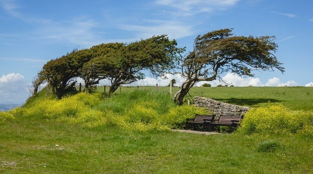 I found the perfect spot to sit and admire the view over Morecambe Bay. Possibly a bit windy by the look of those trees!
#nature #seaview
