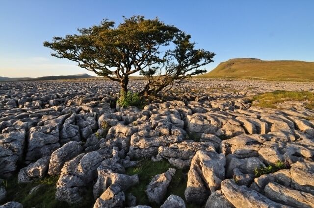 A rocky terrain with a lone tree and distant hills.