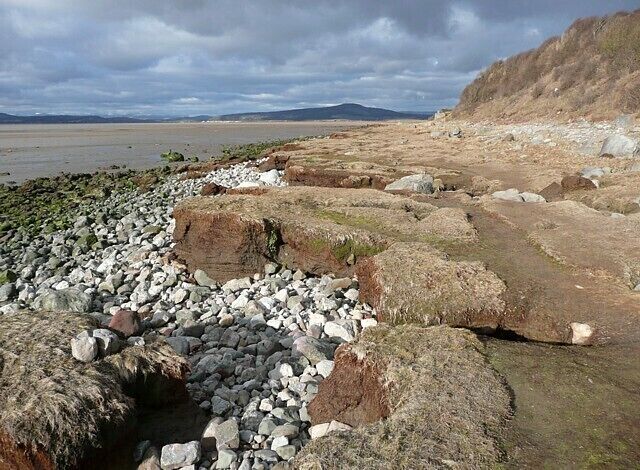 Eroded peat at Red Bank, Bolton le Sands The coastline here changes from time to time, and it would seem that peat has formed in a salt marsh that has now been mostly eroded.