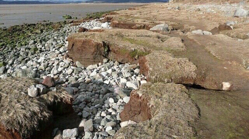 Eroded peat at Red Bank, Bolton le Sands The coastline here changes from time to time, and it would seem that peat has formed in a salt marsh that has now been mostly eroded.