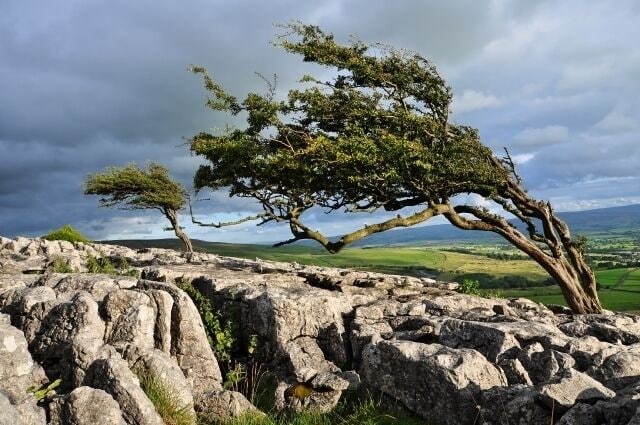 Wind-formed trees These trees are on the very edge of Twisleton Scar End, and the prevailing wind here is from the West, giving them a very distinctive shape, visible from the road along Kingsdale.