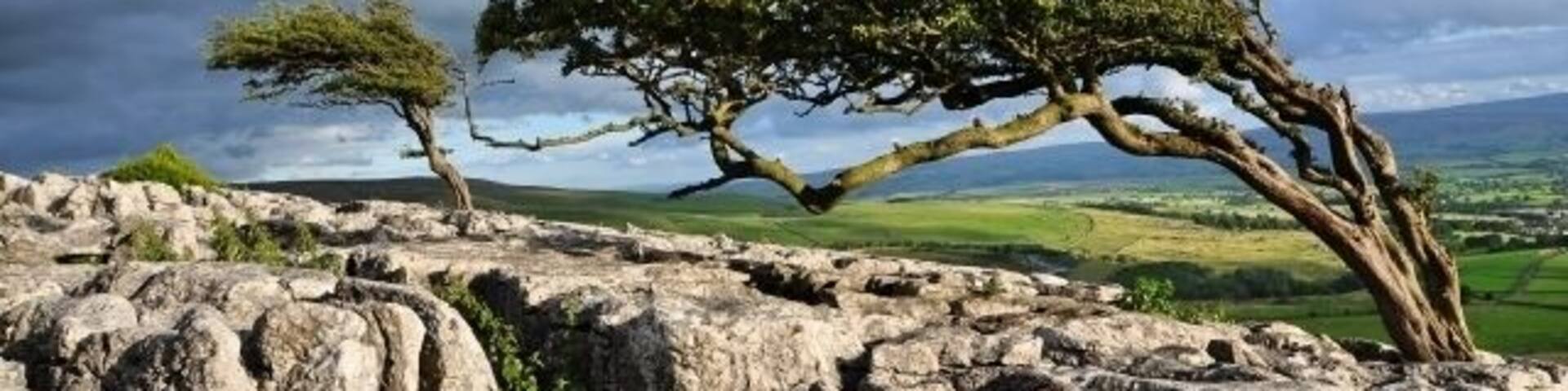 Wind-formed trees These trees are on the very edge of Twisleton Scar End, and the prevailing wind here is from the West, giving them a very distinctive shape, visible from the road along Kingsdale.