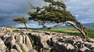A rocky landscape with a prominent twisted tree and rolling green hills in the background.