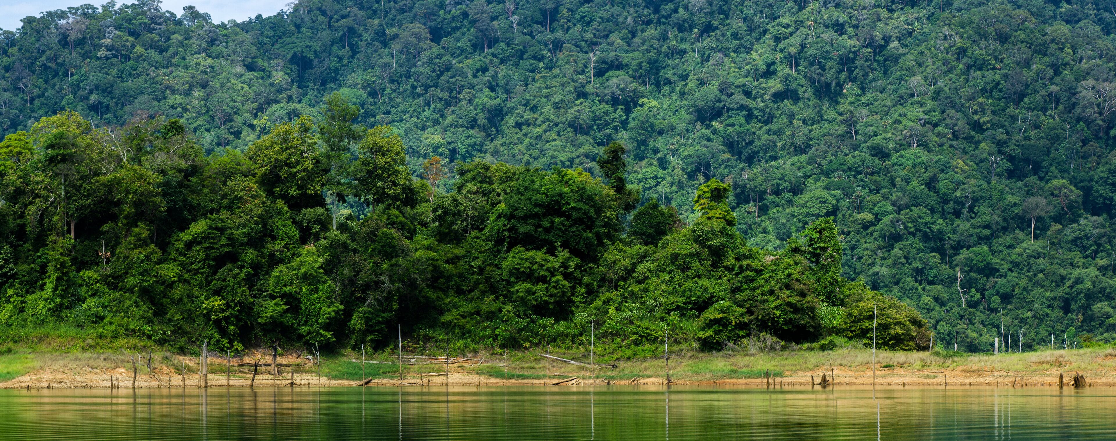 Beautiful image of rain-forest with reflection in water at Royal Belum State Park, Gerik Perak Malaysia.