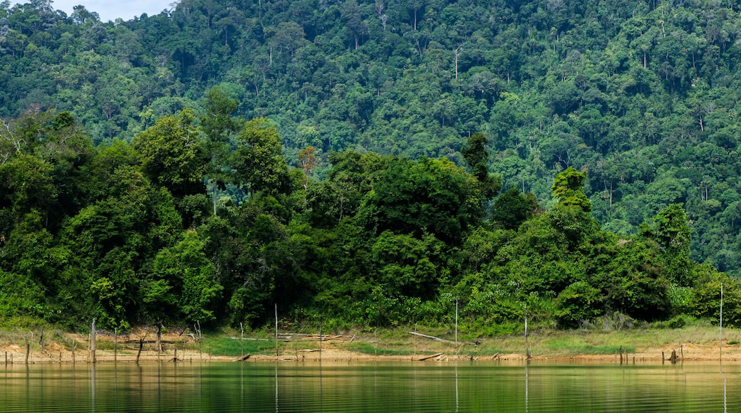 Beautiful image of rain-forest with reflection in water at Royal Belum State Park, Gerik Perak Malaysia.