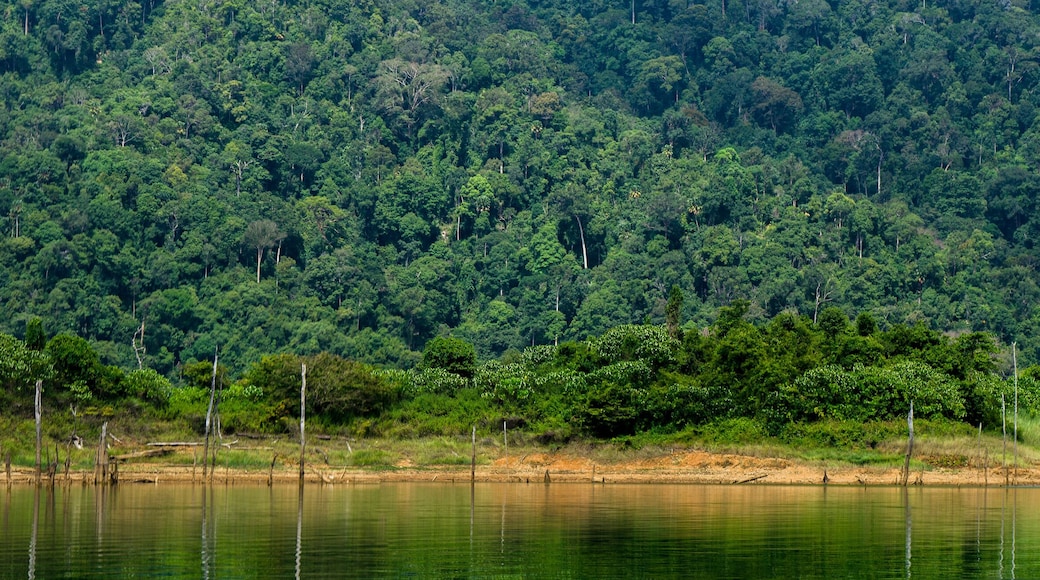 Beautiful image of rain-forest with reflection in water at Royal Belum State Park, Gerik Perak Malaysia.