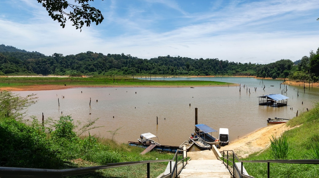 Beautiful image of rain-forest at Royal Belum State Park, Gerik Perak Malaysia.