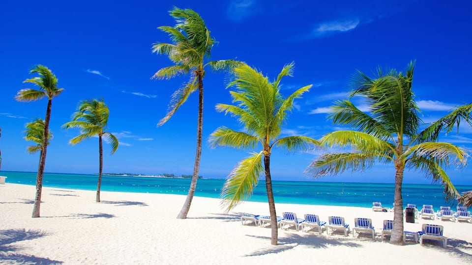 A beach with palm trees and turquoise water.