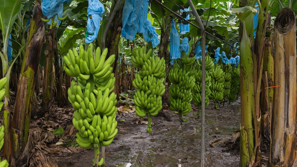 Bananas for export in Guatemala