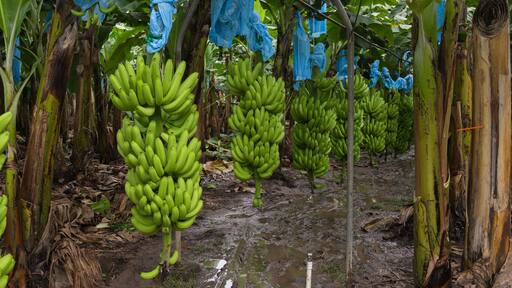 Bananas for export in Guatemala