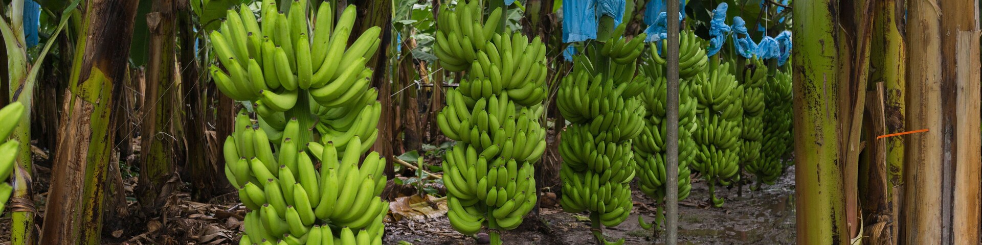 Bananas for export in Guatemala
