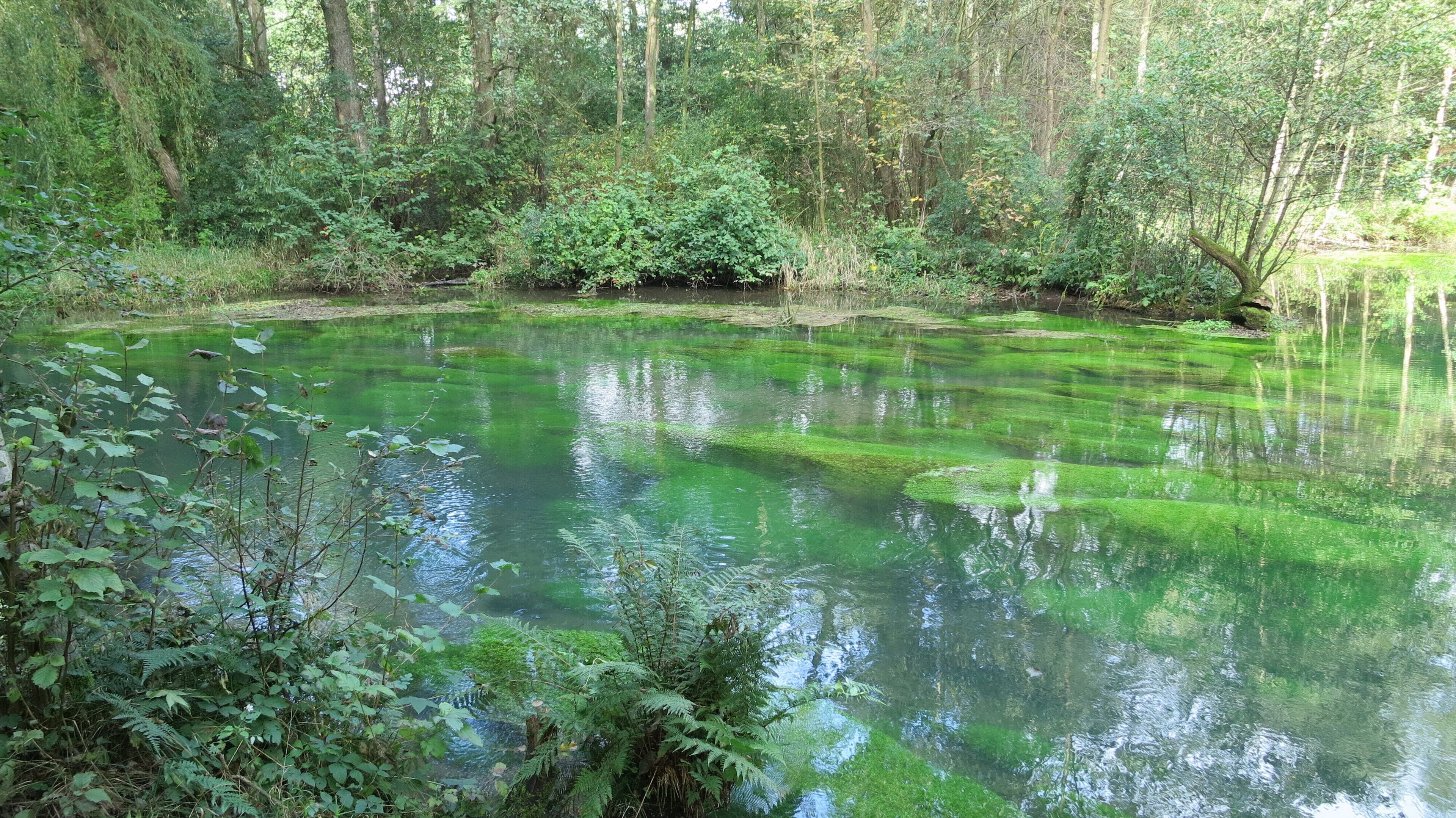 Wasserpflanzenbewuchs am Rand des Rhumequelltopfs, Pöhlde-Rhumasprung, Herzberg am Harz, Niedersachsen