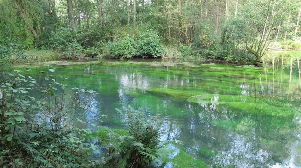 Wasserpflanzenbewuchs am Rand des Rhumequelltopfs, Pöhlde-Rhumasprung, Herzberg am Harz, Niedersachsen
